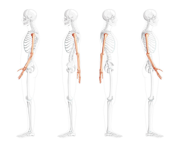 Bras squelettiques Vue latérale humaine avec position osseuse partiellement transparente. Mains anatomiquement correctes, avant-bras - Vecteur, image