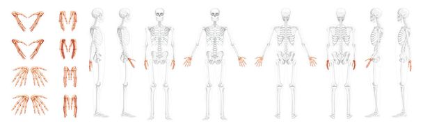 Conjunto de mãos de esqueleto Visão traseira dianteira humana com posição parcialmente transparente dos ossos. Carpals, pulso, metacarpos - Vetor, Imagem