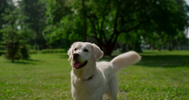 Ευτυχισμένο λαμπραντόρ στέκεται στο πράσινο γρασίδι. Χαρούμενος σκύλος κουνάει την ουρά του στην καλοκαιρινή φύση. - Φωτογραφία, εικόνα