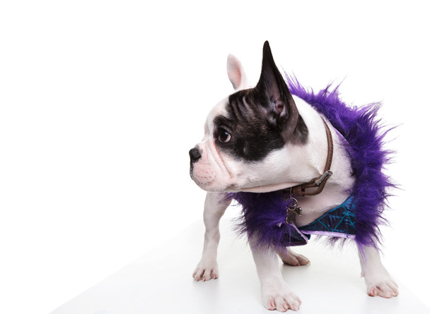 pukeutunut pieni ranskalainen bulldog pentu etsii kyljelleen
 - Valokuva, kuva