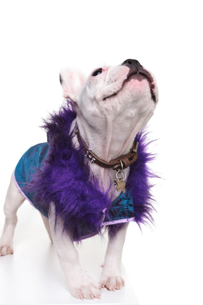 cute french bulldog dressed in a purple fur coat looking up - Photo, Image