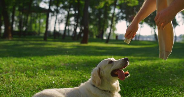 Człowiek ręka daje psu trening jedzenia siedzieć na czele. Leniwy pies leżący w letnim parku. - Zdjęcie, obraz