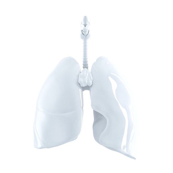 Human Lungs. 3d render. Isolated, contains clipping path. - Foto, afbeelding