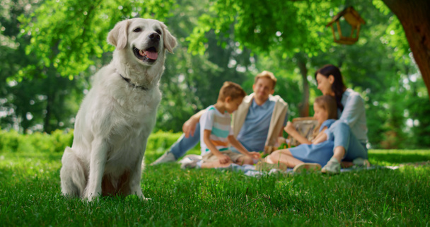 Χαρούμενο σκυλί που κάθεται κοντά στο οικογενειακό πικνίκ. Ευτυχισμένο λαμπραντόρ στη φύση από κοντά. - Φωτογραφία, εικόνα