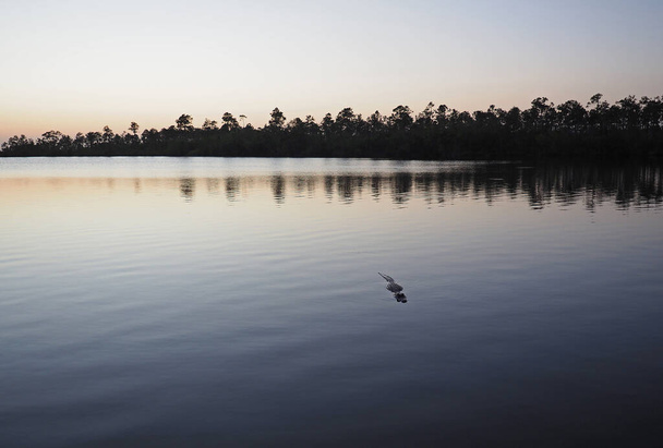 Alligator - Alligator mississippiensis - op Pine Glades Lake in Everglades. - Foto, afbeelding
