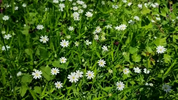 森の中の清掃で緑の草の中に小さな白い花を咲かせます。 - 映像、動画