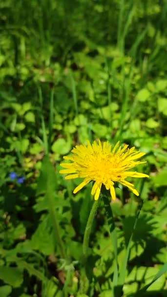 Keltainen voikukka villi kukka lähikuva taustalla hämärtynyt vihreä - Materiaali, video