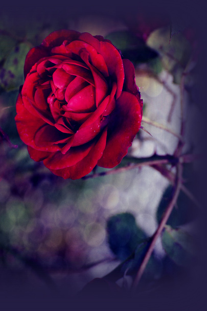 Κόκκινο scarlet ενιαίο τριαντάφυλλο και bokeh αποτελέσματα - Φωτογραφία, εικόνα