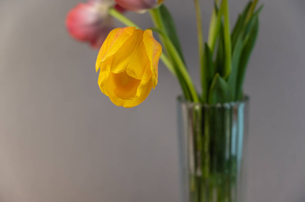 Yellow-red tulips against a gray background.  A bouquet of beautiful flowers. - Photo, Image