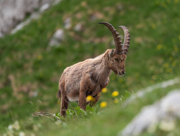 Alpine ibex in the mountains in the morning in the Julian Alps - Photo, Image