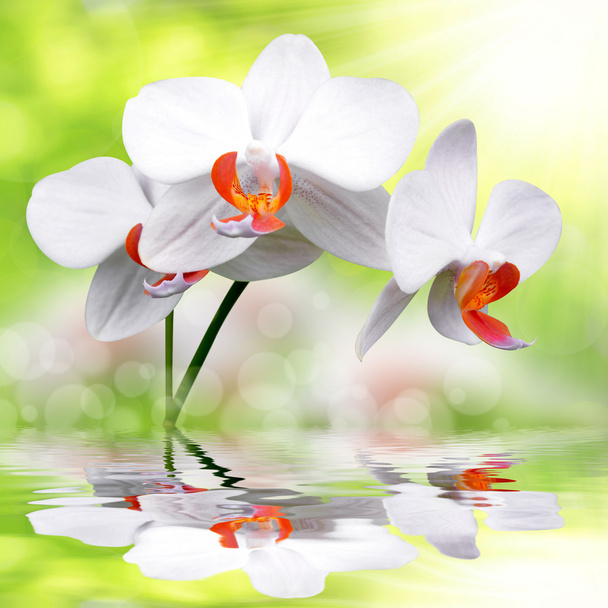 fehér orchidea - Fotó, kép