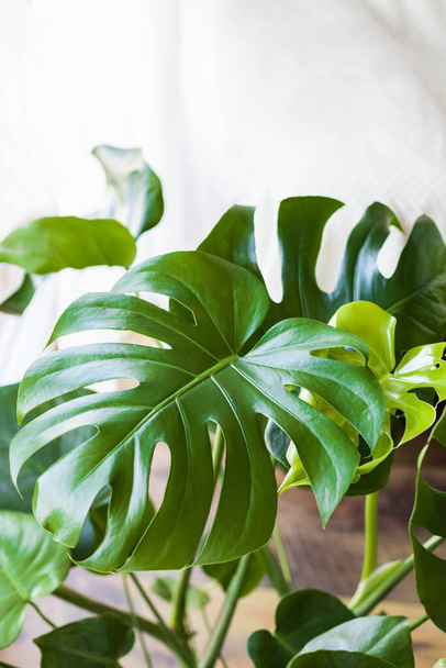 Beautiful monstera leaves in a pot. The appearance of a new leaf. Home plants, care and reproduction. Ideal for illustrating an article about potted flowers - Photo, Image