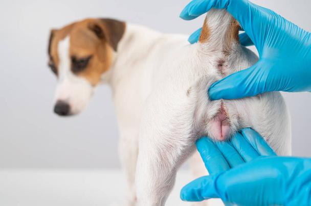 Veterinário fazendo um exame dos órgãos genitais de uma cadela Jack Russell Terrier.  - Foto, Imagem