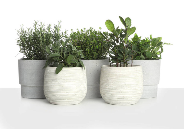 Pots with thyme, bay, sage, mint and rosemary on white background - Foto, Bild
