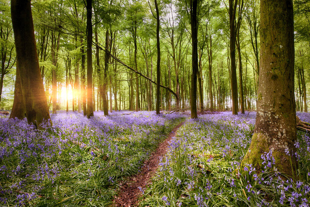 Cesta přes úžasné Bluebell Woodland východ slunce v Hampshire Anglie. Divoké lesní květiny v jarní krajině - Fotografie, Obrázek