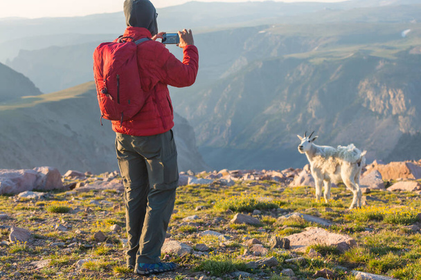 Rocky dağlarında vahşi dağ keçisi - Fotoğraf, Görsel