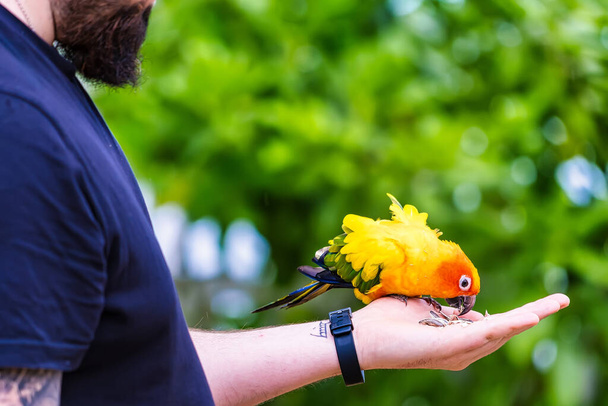 Phuket, Thailand - May, 07, 2022 : A beautiful parrot is eating food from a tourist in the resort at Phuket, Thailand. - 写真・画像