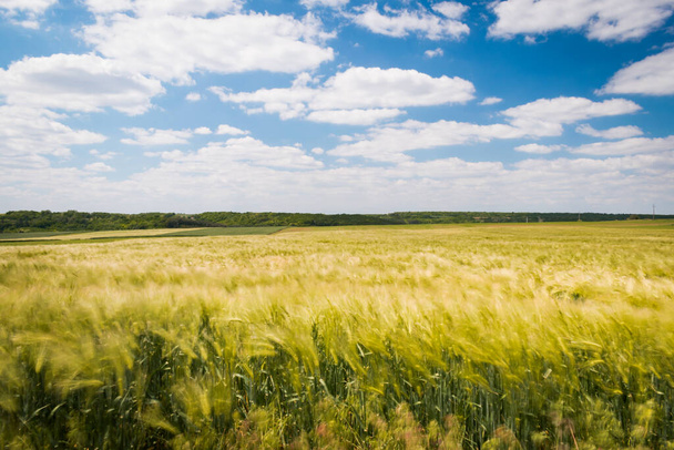 Landscape of wheat fields in the hungarian countryside, nature background - Photo, Image