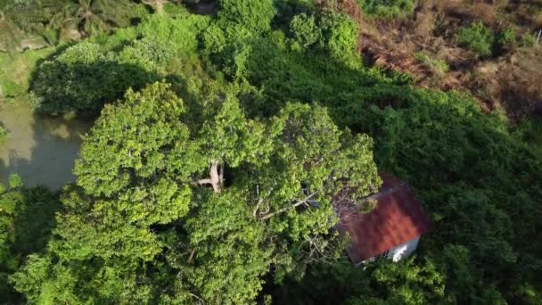 scena aerea della vecchia casa abbandonata all'interno dei cespugli ricoperti - Filmati, video