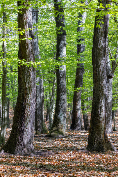 Green oak forest in spring time - Foto, immagini