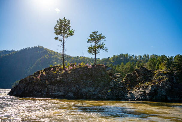 Roca que parece un oso en una isla en medio del río Katun en Altai. Foto de alta calidad - Foto, imagen