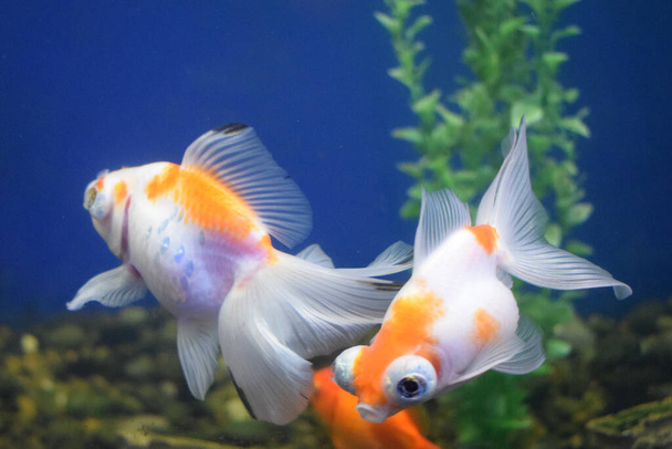 Freshwater aquarium fish, goldfish from Asia in aquarium - Foto, imagen