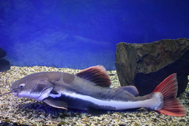Questo è un pesce covone (Phractocephalus hemioliopterus), fotografato in un acquario
. - Foto, immagini