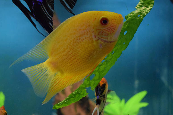 Heros efasciatus. Severum Cichlid swims in the aquarium. Heros severus swim in an aquarium. Yellow fish. - Photo, Image