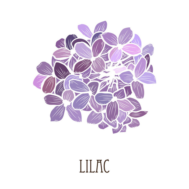 Decorative hand drawn lilac flower, design element. Can be used for cards, invitations, banners, posters, print design. Floral background - Vektör, Görsel