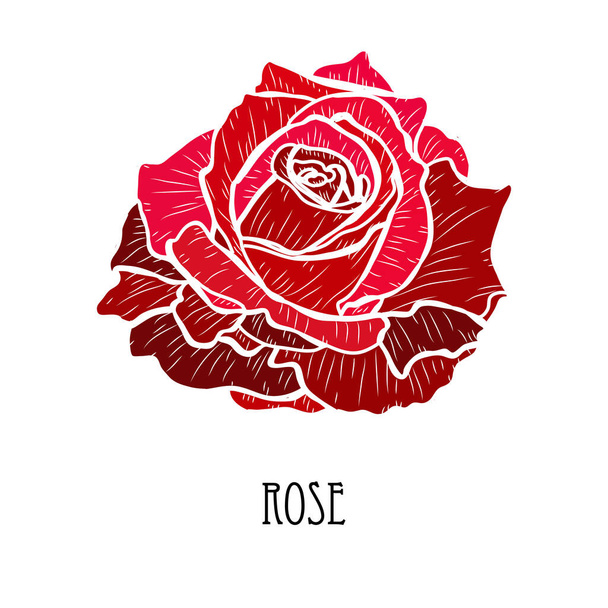 Decorative hand drawn rose flower, design element. Can be used for cards, invitations, banners, posters, print design. Floral background - Wektor, obraz