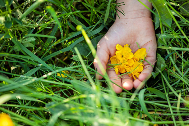 pétalos de flor de buttercup amarillo en la palma de un niño en hierba verde, día del medio ambiente mundial, horizontal - Foto, Imagen