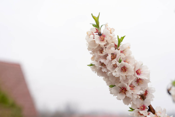 Квіти мигдалевого дерева після снігу на весняний день. Прекрасна сцена природи з квітучим деревом і сонячним сяйвом. Весняні квіти. Весняний час
 - Фото, зображення