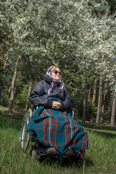 A lonely elderly woman in a stroller, wrapped in a warm blanket, under a spring flowering tree. - Foto, afbeelding