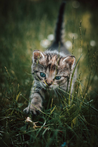 Masum yeni doğmuş evcil kedi evin etrafındaki vahşi yaşamı keşfediyor ve yeni duygularla ilgili acil gelişmelere maruz kalıyor. Uzun otların arasında mavi gözlü gri ve siyah kedi yavrusu. Felis catus domesticus. - Fotoğraf, Görsel