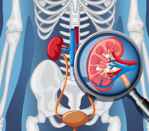 X-ray of human body with internal organs illustration - Vector, imagen
