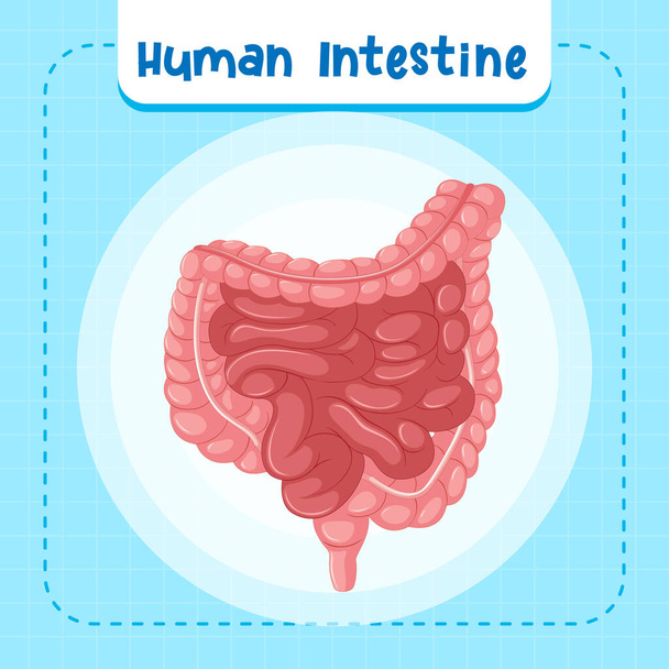 Órgão interno humano com ilustração intestinal - Vetor, Imagem