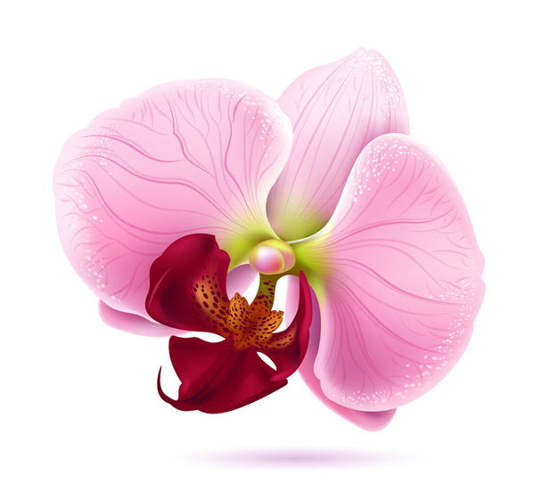 Vector orchid flower - Vector, Image