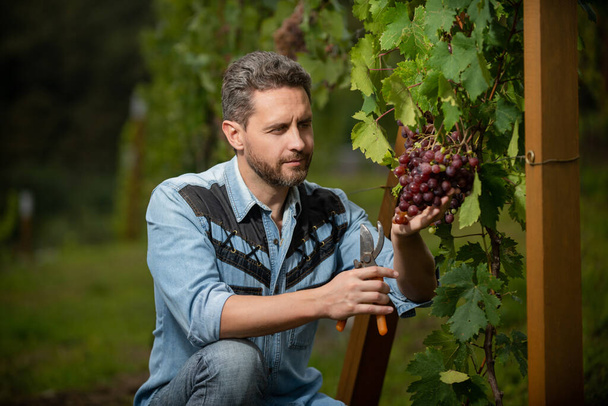 вінірне різання виноградної лози з садовими ножицями, виноробство
 - Фото, зображення