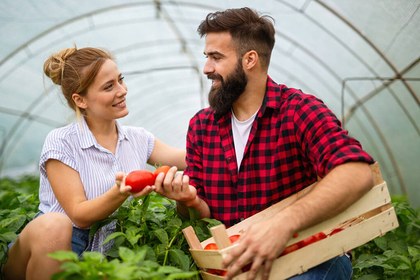 Happy young smiling couple working in greenhouse, growing organic food. People bio food health concept - Фото, изображение