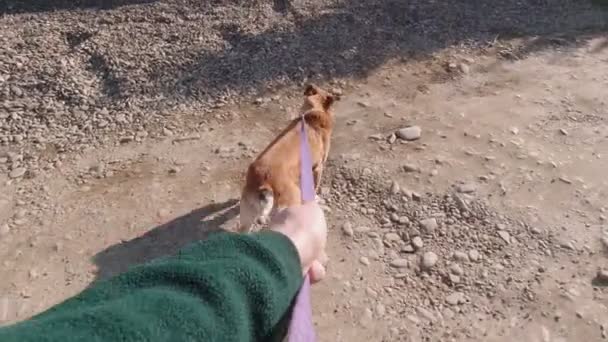 Marcher avec le chien POV Mouvement lent - Séquence, vidéo