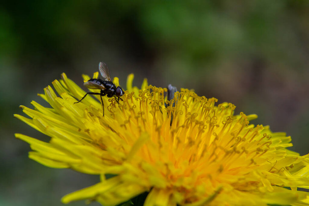 Kis fekete tachinidlégy Phania funesta, Tachinidae család. Egy sárga pitypangvirágon.. - Fotó, kép
