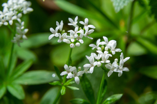 Sweetscented bedstraw, Galium odoratum, flowers in the spring forest. White wildflowers. Close-up. - Photo, Image