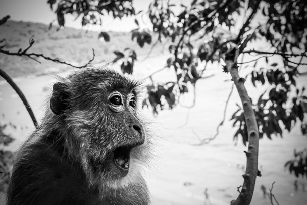 Affe aus nächster Nähe im Dschungel - Foto, Bild