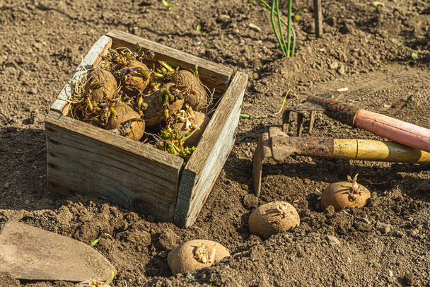 Kertészeti koncepcionális háttér. Egy fadoboz burgonyával, ami készen áll a talajba ültetésre. Tavaszi szabadtéri munkaszezon egy hazai kertben - Fotó, kép