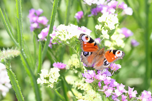 Agraulis wanilia frilled motyl na kwiaty lato na polu - Zdjęcie, obraz