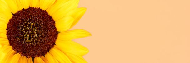 Beautiful yellow sunflower banner - Φωτογραφία, εικόνα