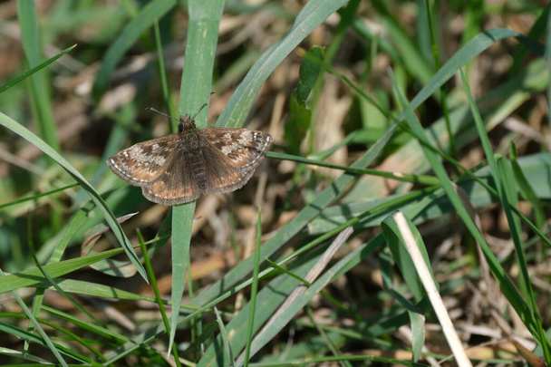 Close up of a tiny brown butterfly on a blade of grass, dingy skipper moth in the wild - Photo, Image