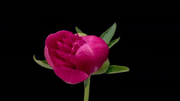 4K Time Lapse of blooming red peony - Footage, Video