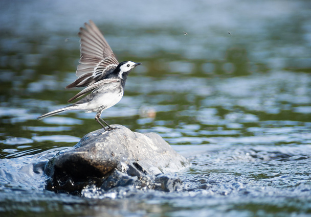 Cute little bird landing on a river rock - Photo, Image