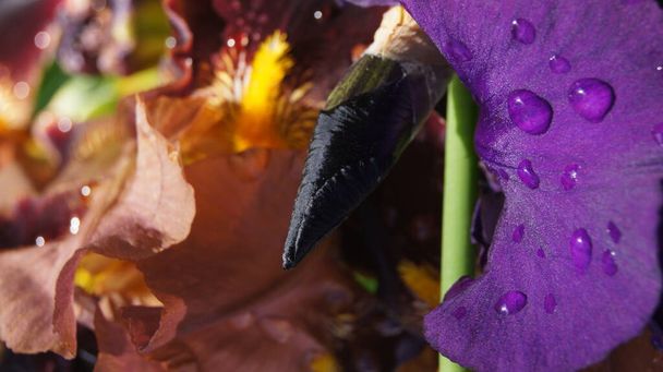 Colores de Ucrania. Iris multicolores. Ucrania Flower Republic. Fondo con iris para teléfonos y tabletas.  - Foto, Imagen